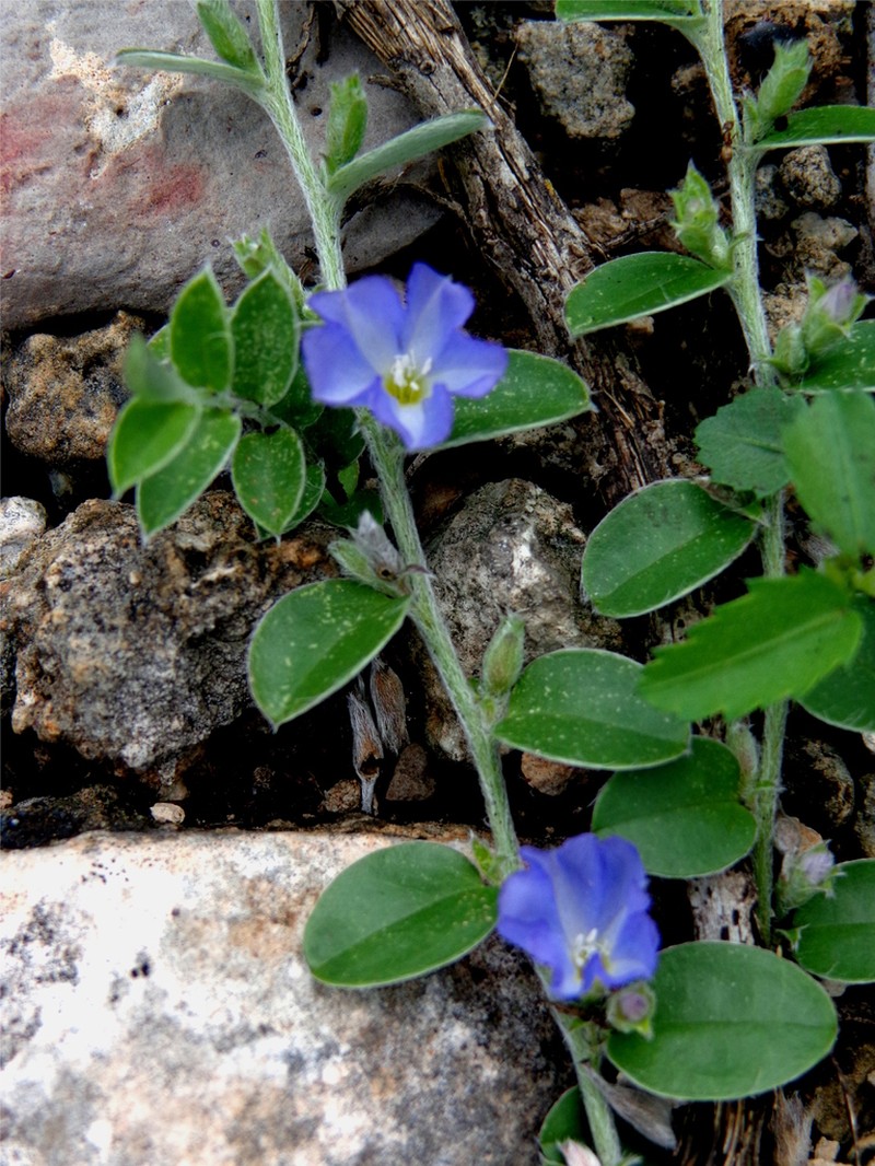 Evolvulus discolor