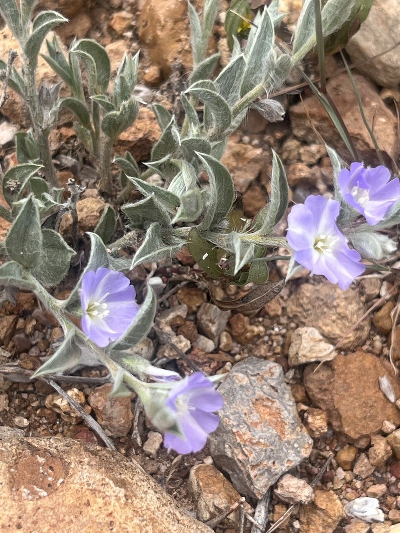 Evolvulus discolor photo 2