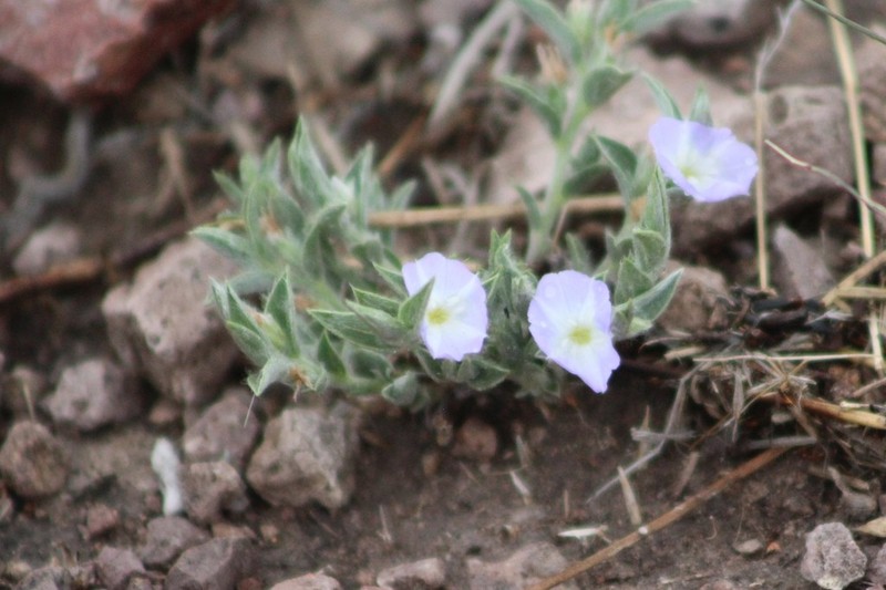 Evolvulus discolor photo 3