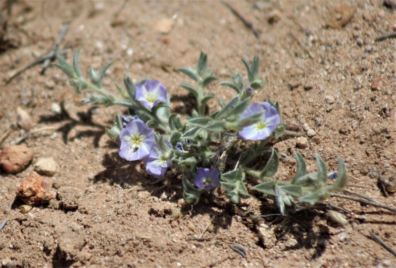 Evolvulus discolor photo 5