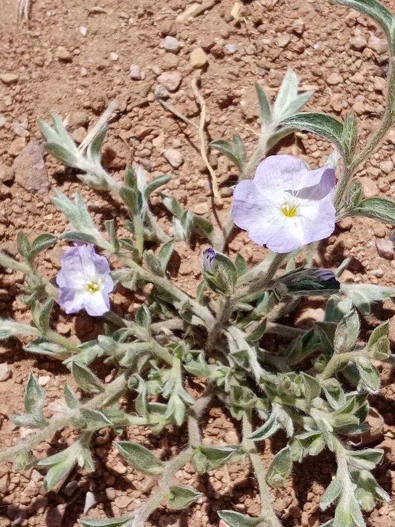 Evolvulus discolor photo 7