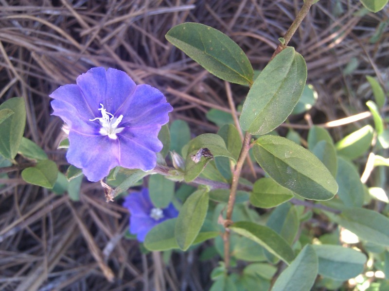 Brazilian Dwarf Morning-Glory