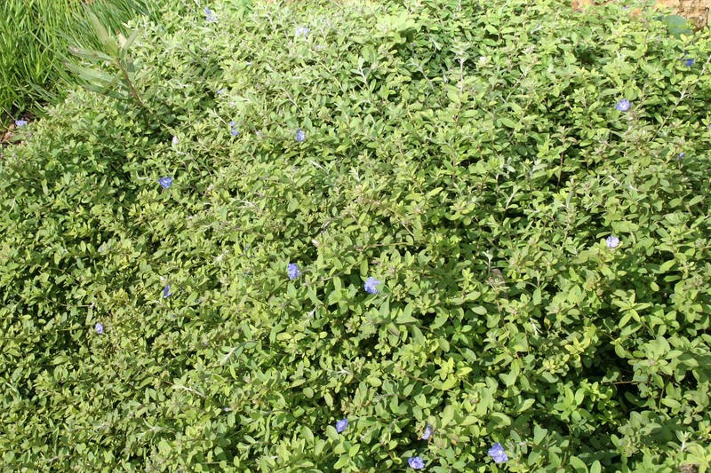 Brazilian Dwarf Morning-Glory photo 2