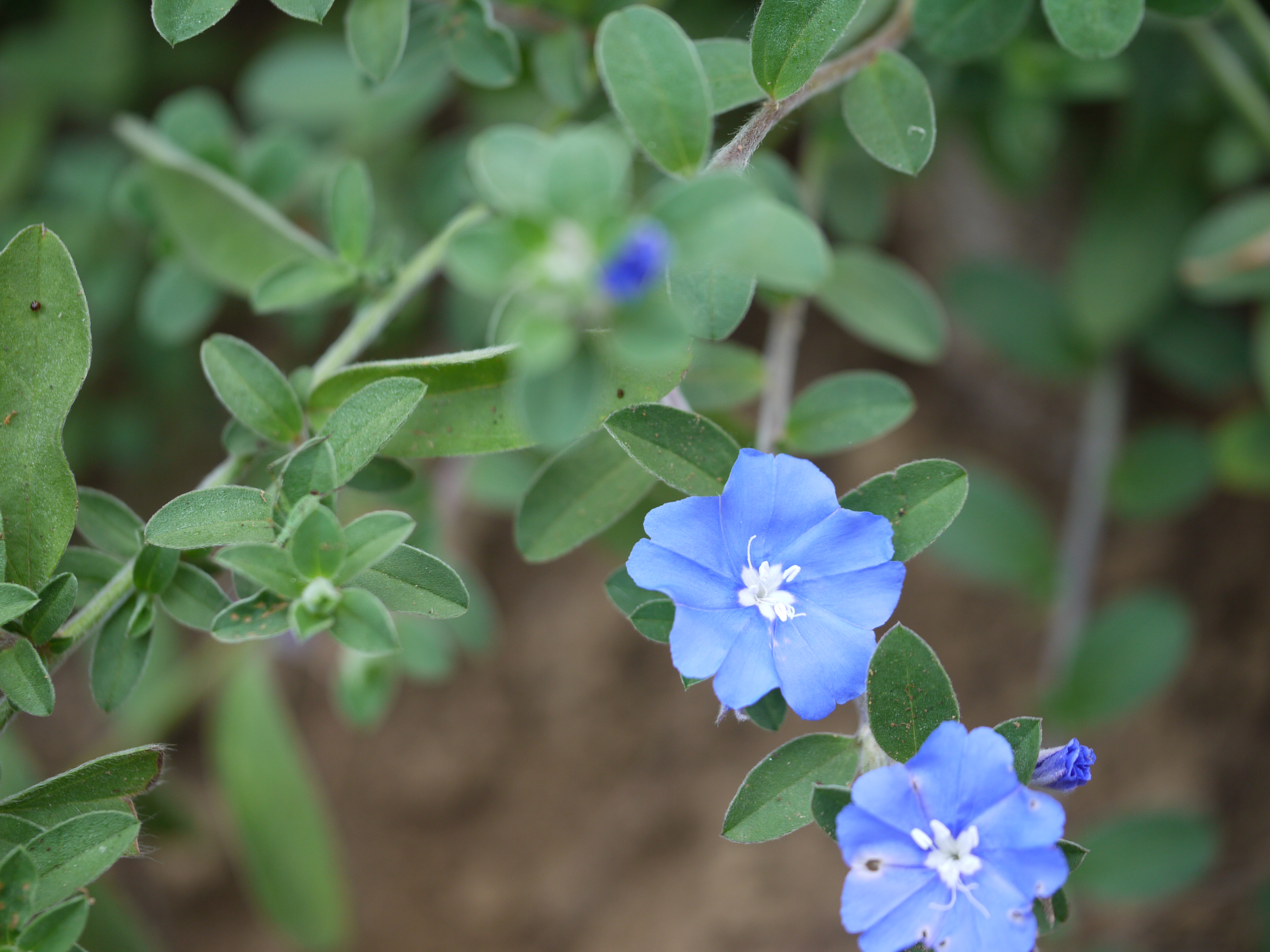 Brazilian Dwarf Morning-Glory photo 3