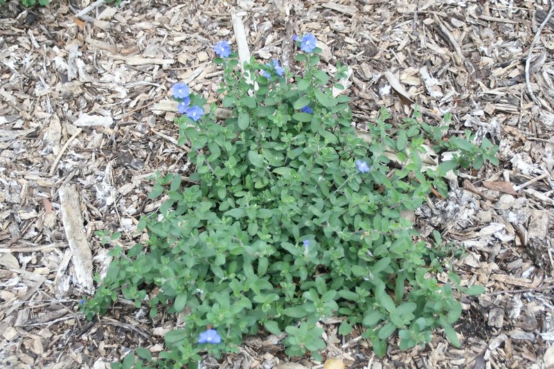 Brazilian Dwarf Morning-Glory photo 4