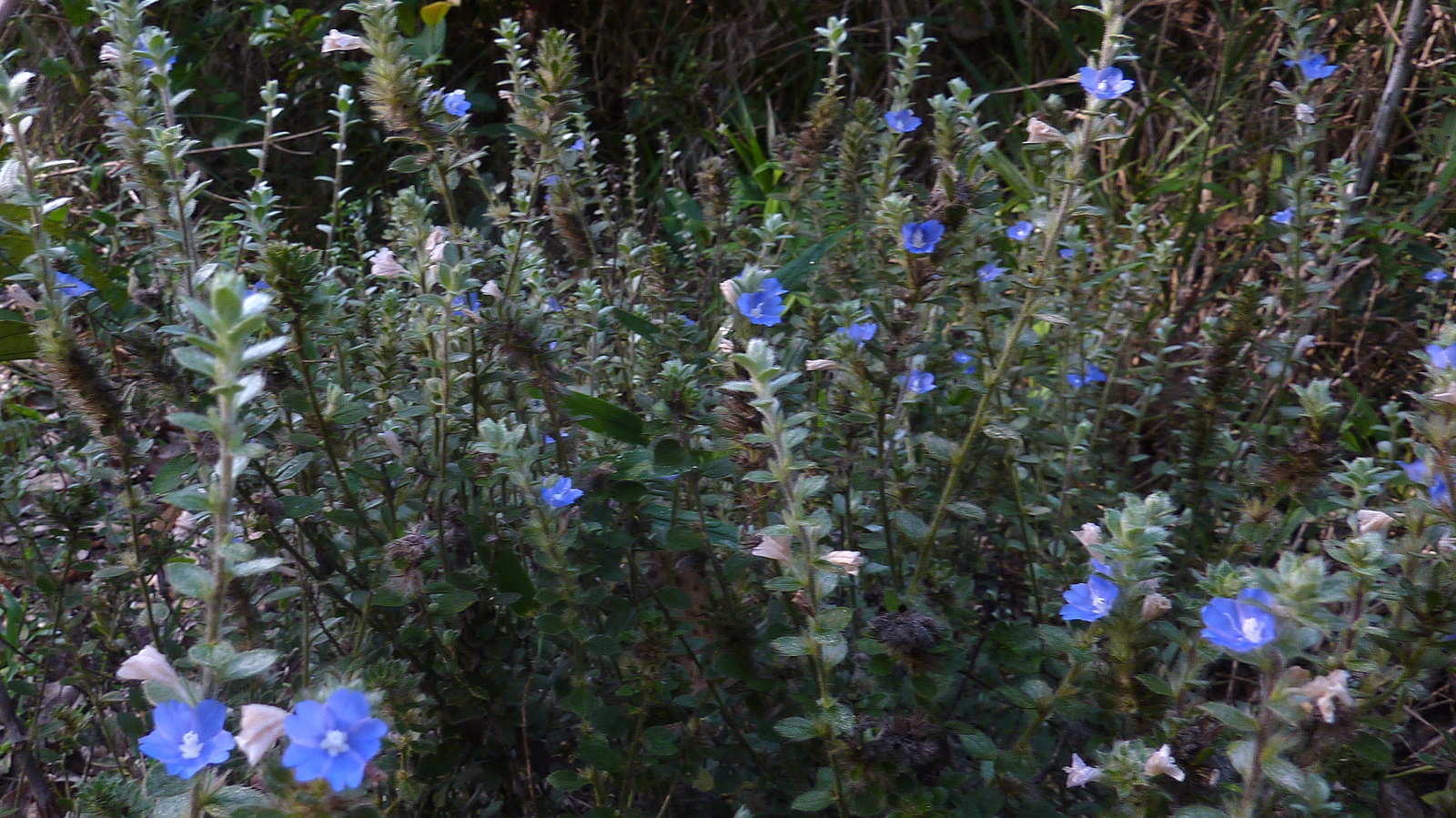 Brazilian Dwarf Morning-Glory photo 5