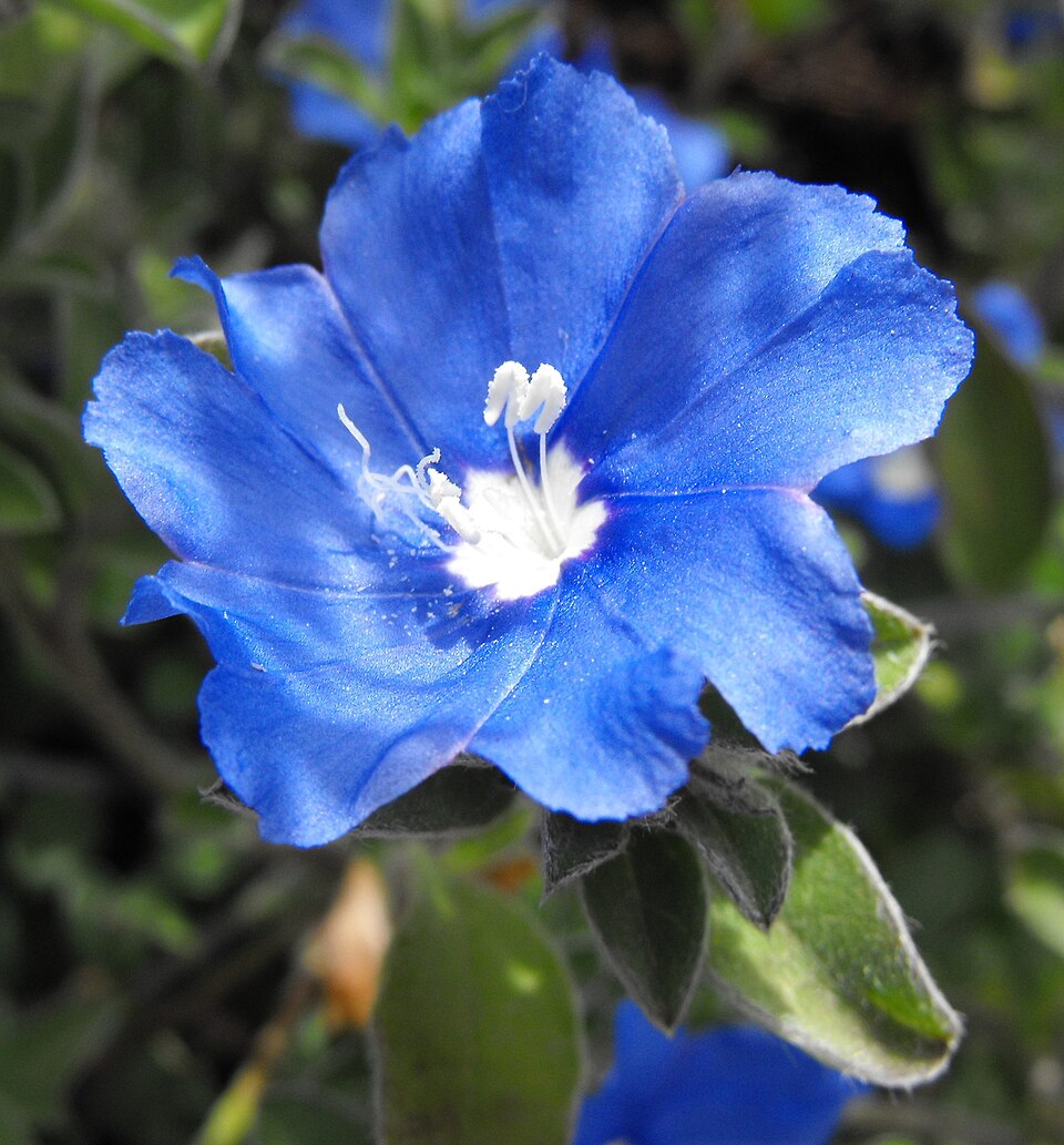 Brazilian Dwarf Morning-Glory photo 6