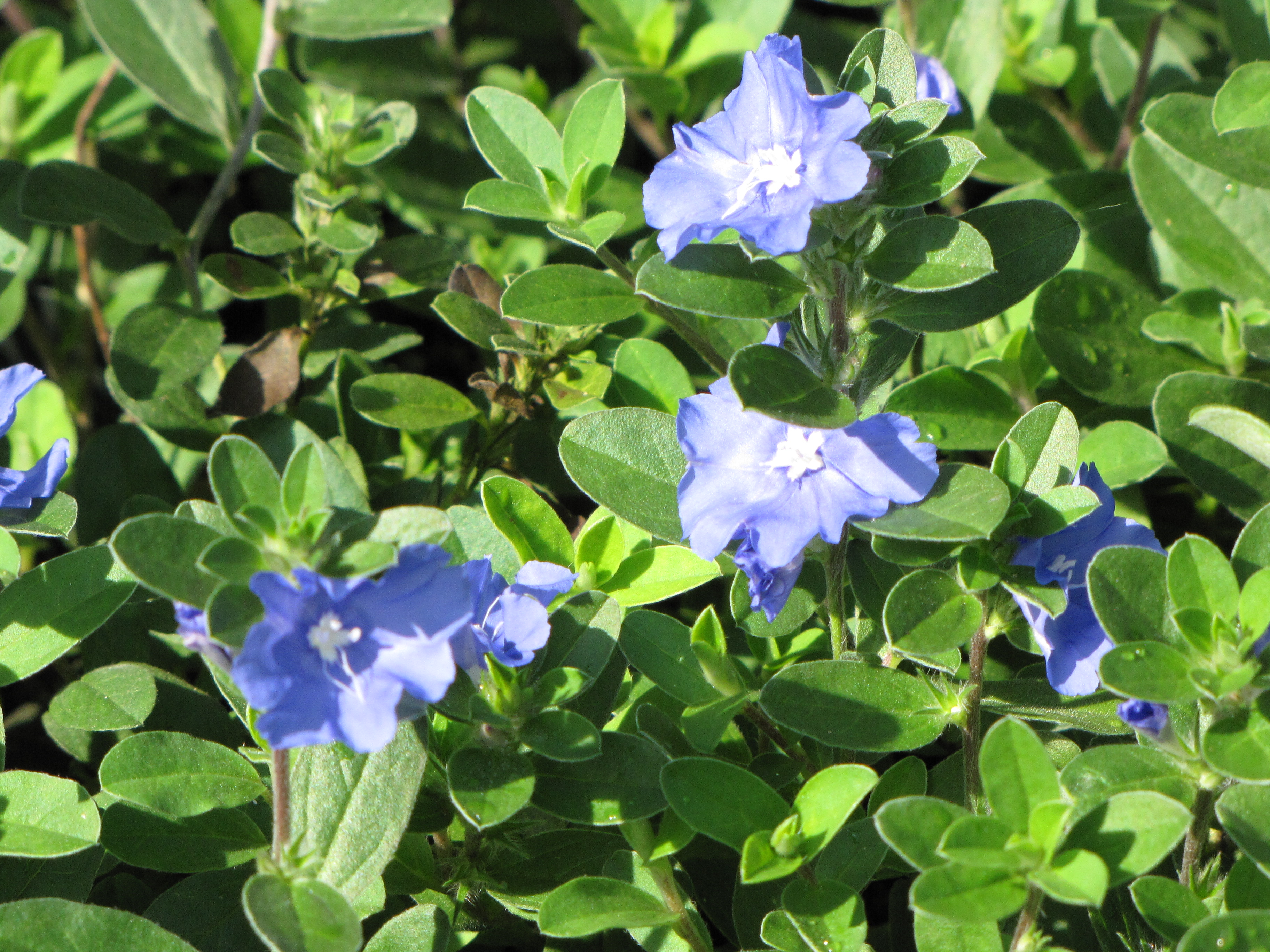 Brazilian Dwarf Morning-Glory photo 7