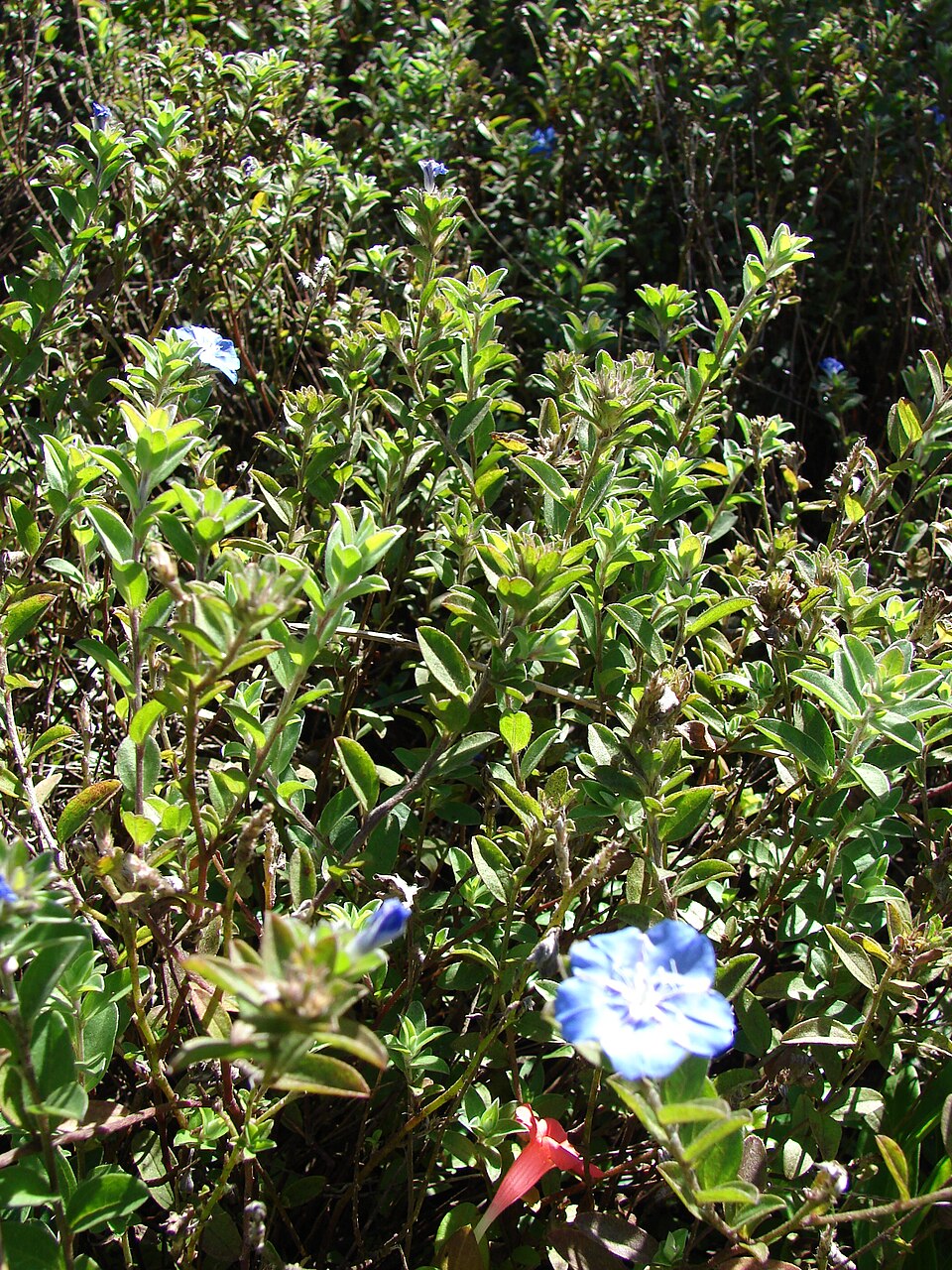 Brazilian Dwarf Morning-Glory photo 8
