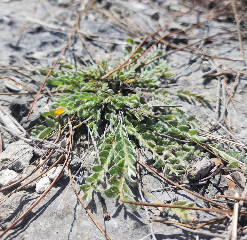 Grisebach's Dwarf Morning-Glory