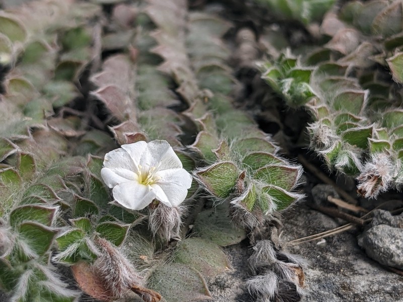Grisebach's Dwarf Morning-Glory