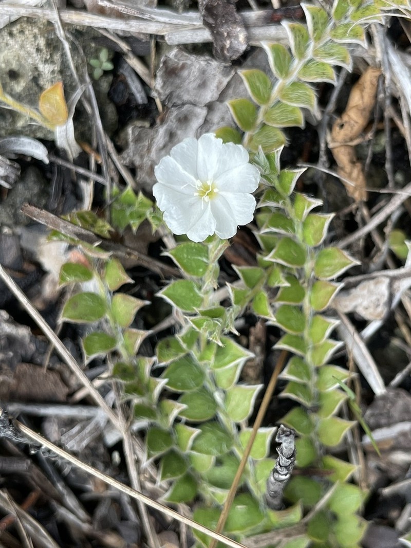 Grisebach's Dwarf Morning-Glory photo 3