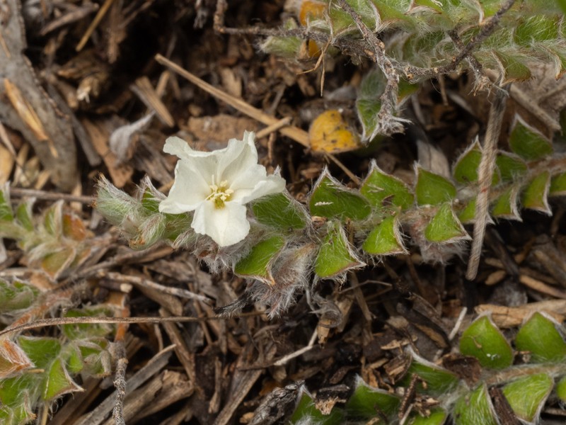 Grisebach's Dwarf Morning-Glory photo 4