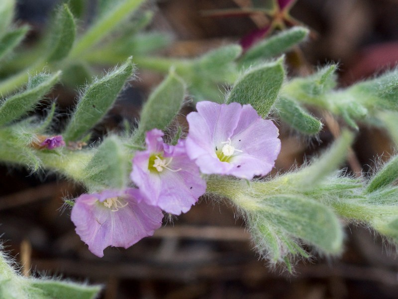 Shaggy Dwarf Morning-Glory