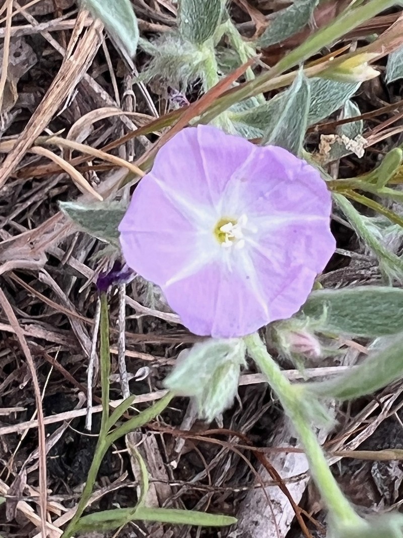 Shaggy Dwarf Morning-Glory