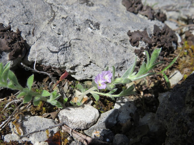 Shaggy Dwarf Morning-Glory photo 2