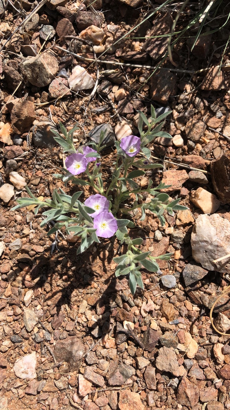 Shaggy Dwarf Morning-Glory photo 3