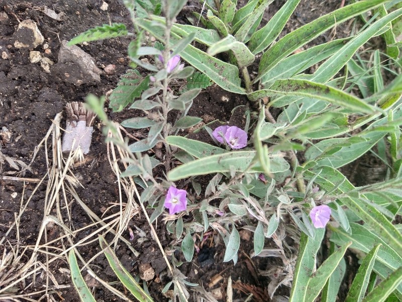 Shaggy Dwarf Morning-Glory photo 4