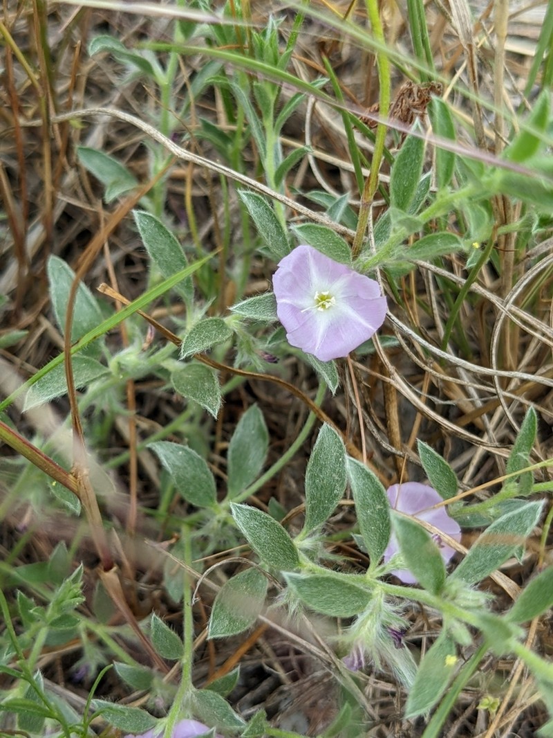 Shaggy Dwarf Morning-Glory photo 8