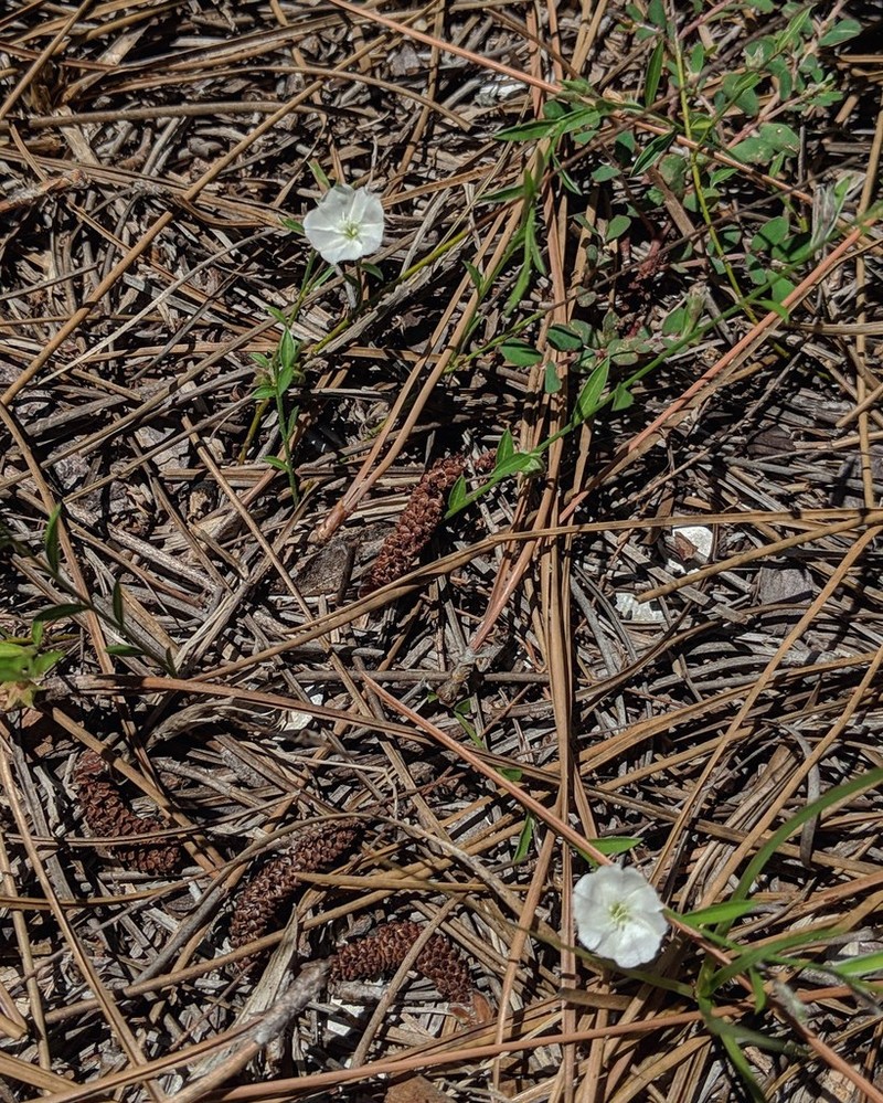Silver Dwarf Morning-Glory