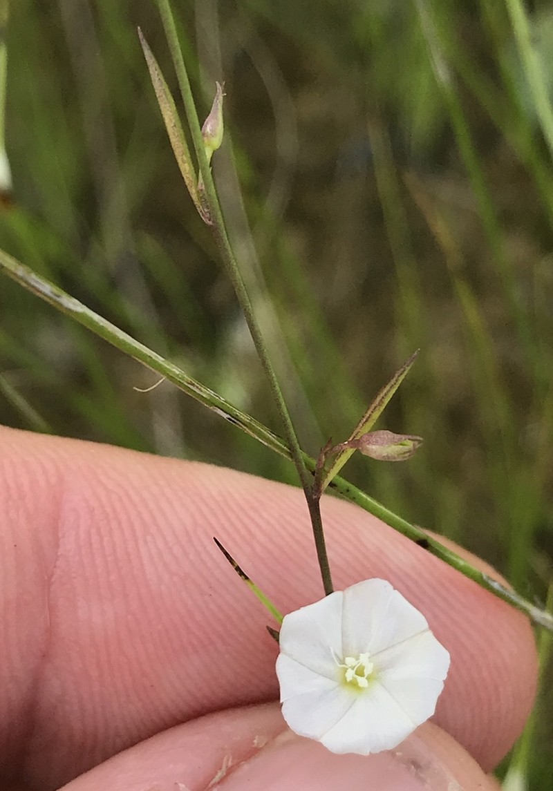 Silver Dwarf Morning-Glory photo 2