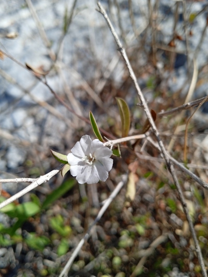 Silver Dwarf Morning-Glory photo 3