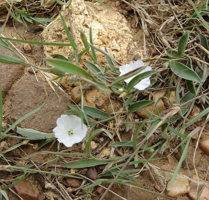 Silver Dwarf Morning-Glory photo 4