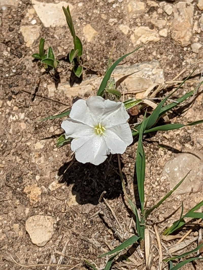 Silver Dwarf Morning-Glory photo 5