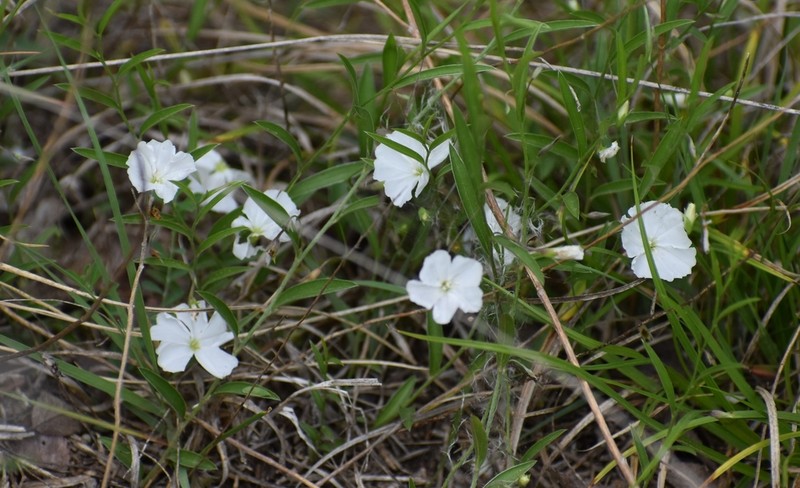 Silver Dwarf Morning-Glory photo 6