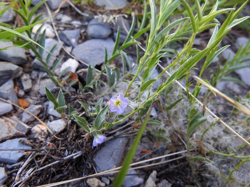 Silver Dwarf Morning-Glory photo 7