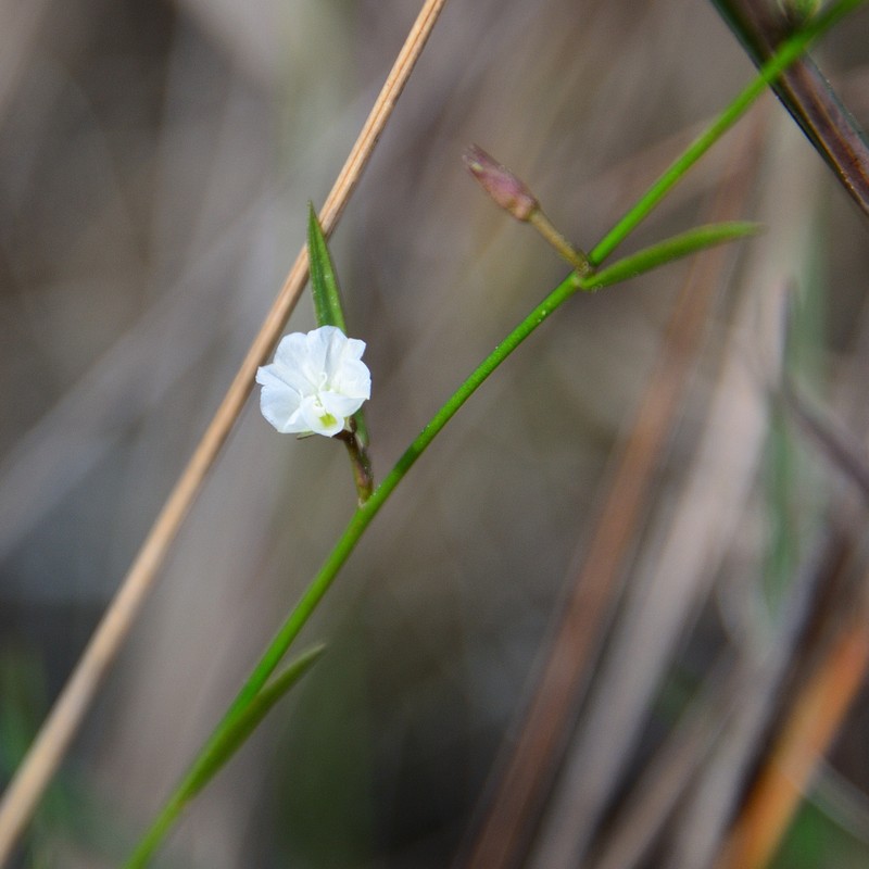 Silver Dwarf Morning-Glory photo 8