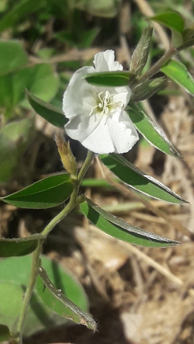 Evolvulus sericeus var. sericeus photo 2