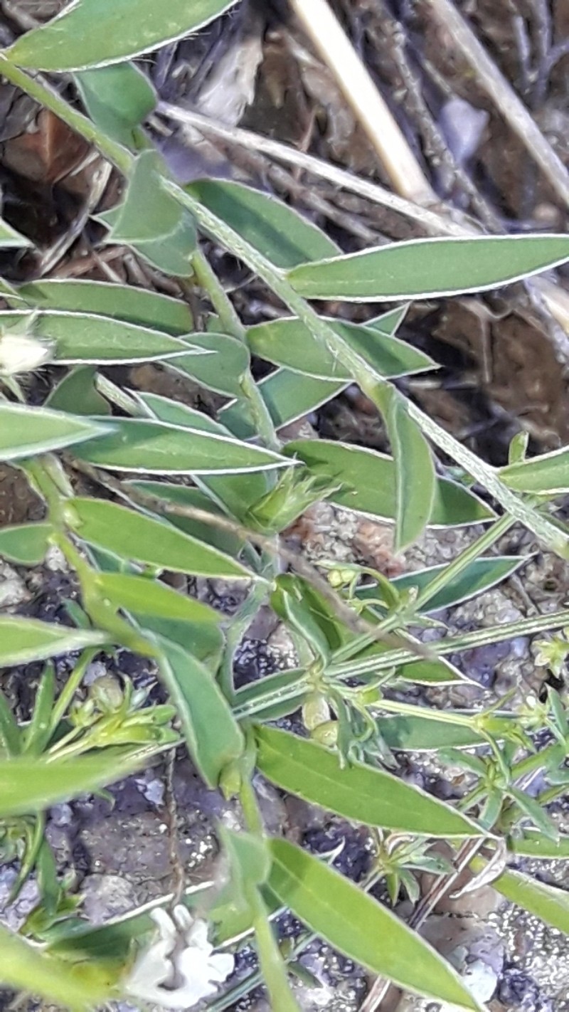 Evolvulus sericeus var. sericeus photo 3