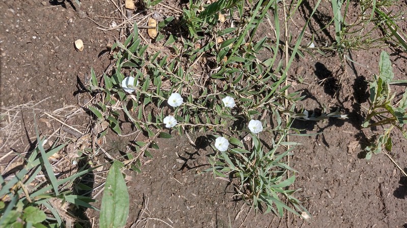 Evolvulus sericeus var. sericeus photo 4