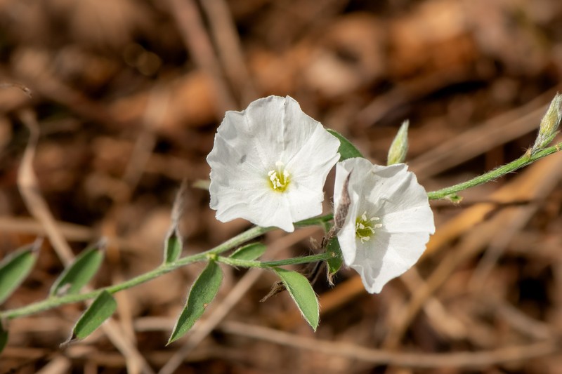 Evolvulus sericeus var. sericeus photo 5