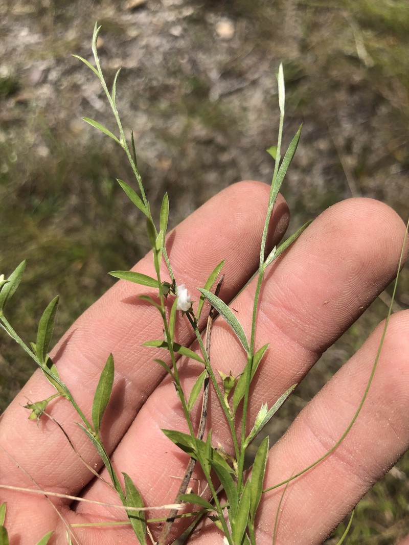 Evolvulus sericeus var. sericeus photo 6