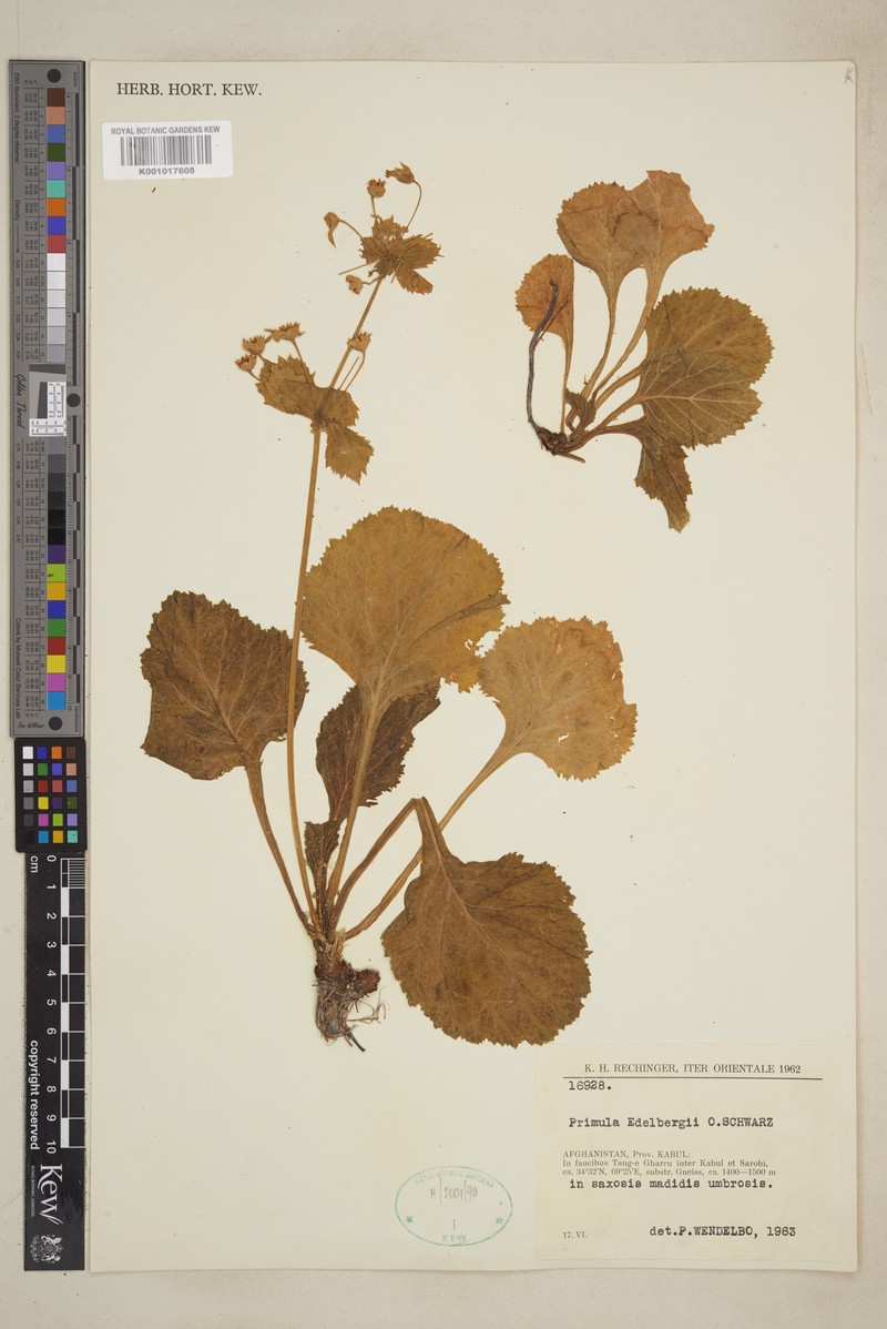 Evotrochis edelbergii