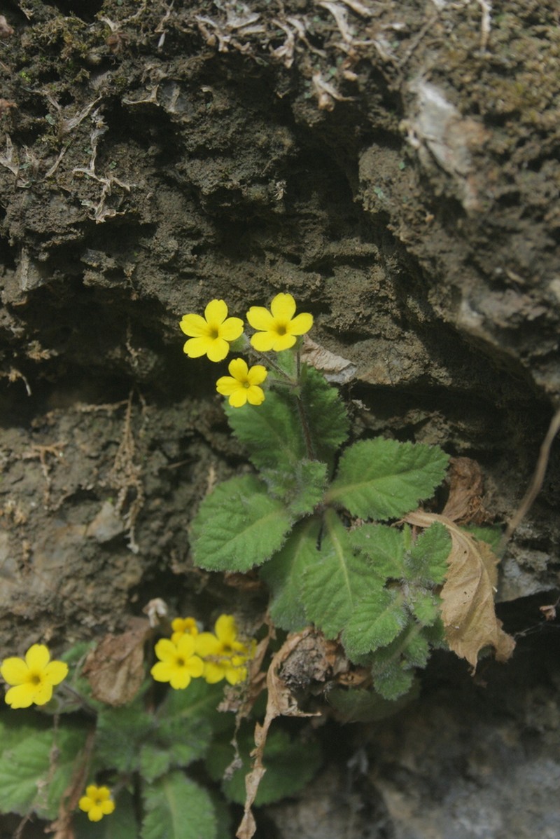 Evotrochis floribunda