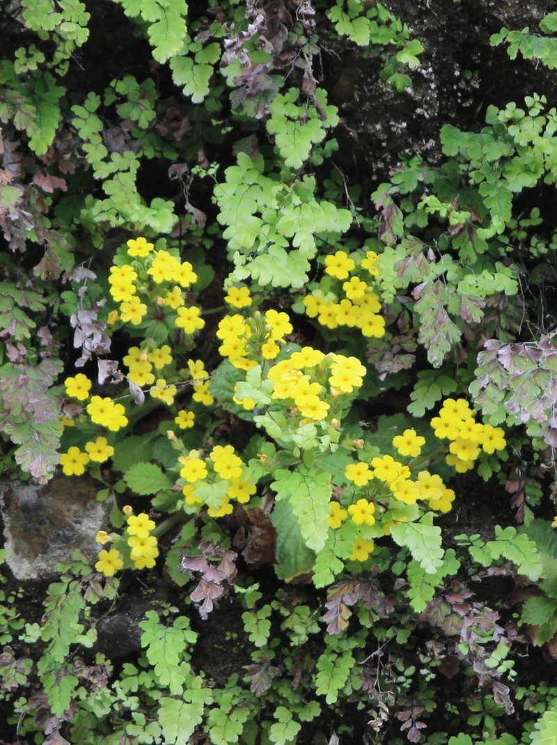 Evotrochis floribunda photo 2