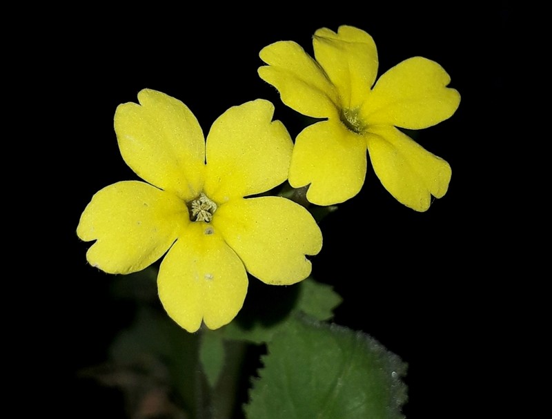 Evotrochis floribunda photo 3