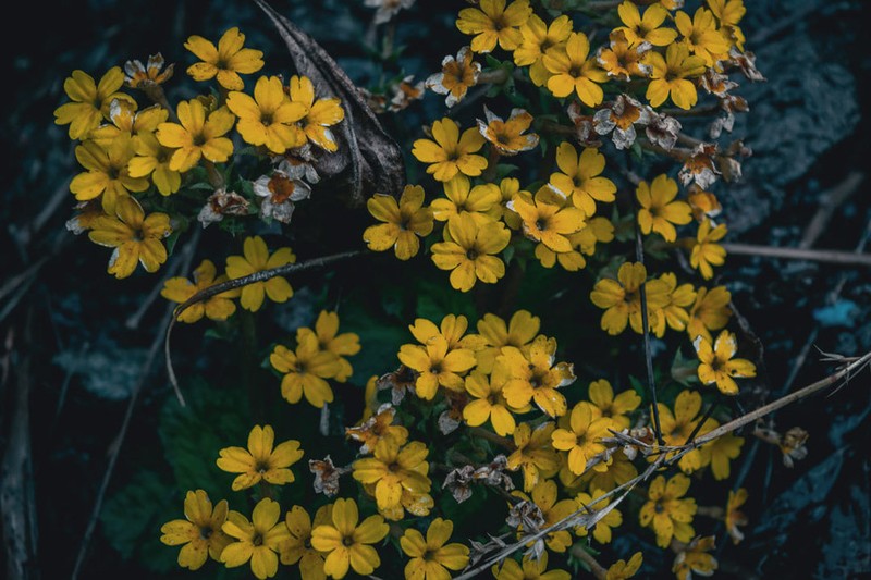 Evotrochis floribunda photo 5
