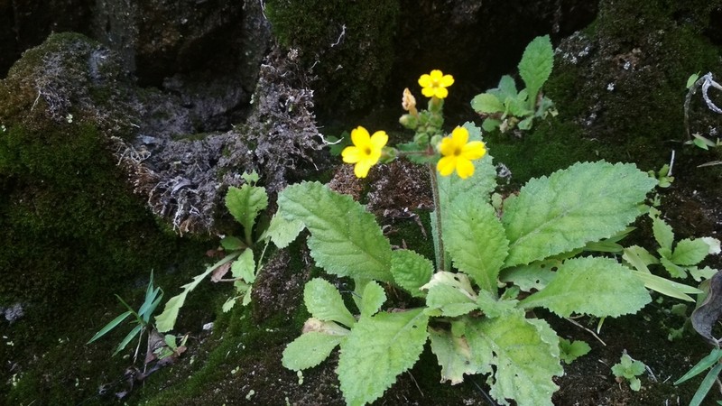 Evotrochis floribunda photo 6