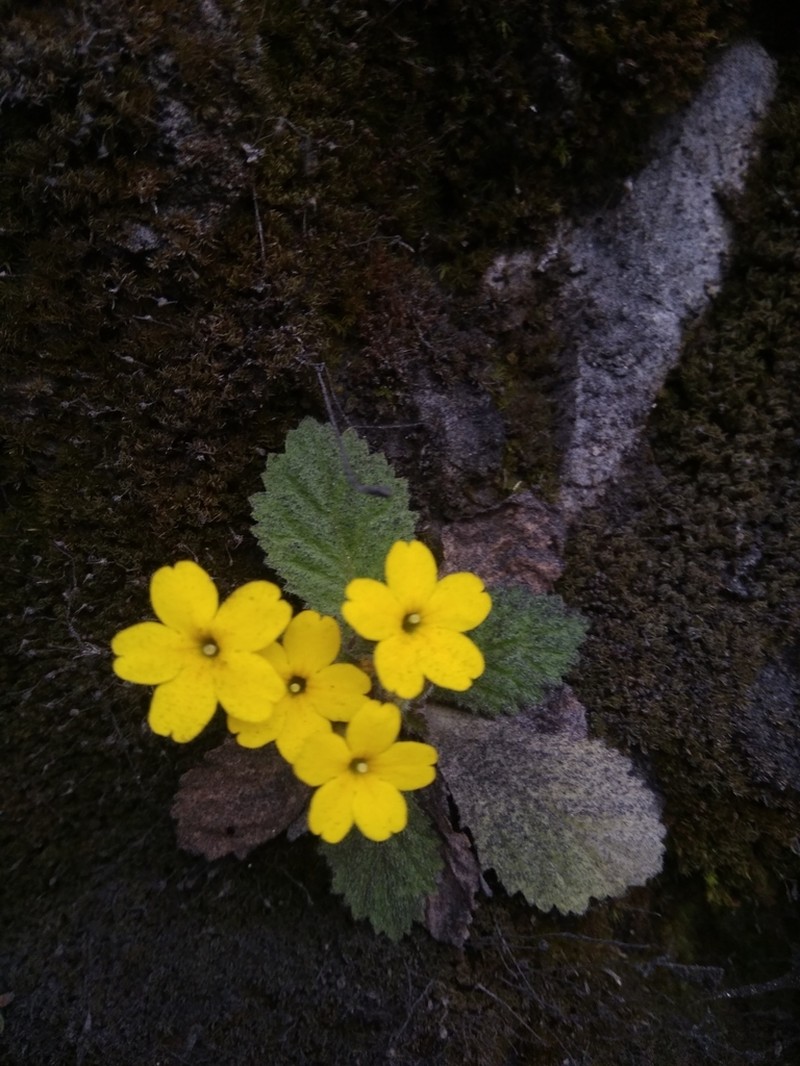 Evotrochis floribunda photo 7