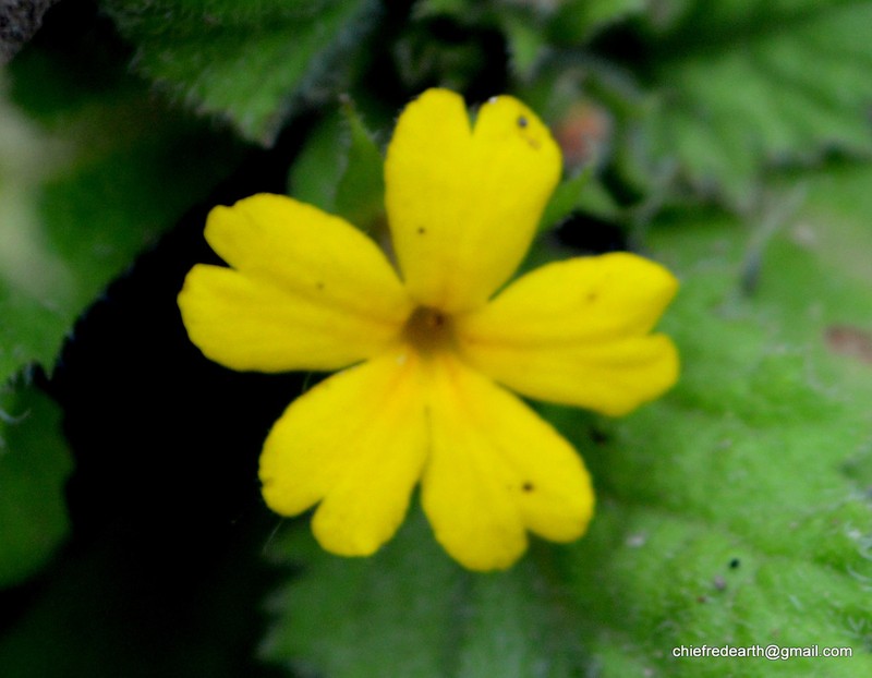 Evotrochis floribunda photo 8