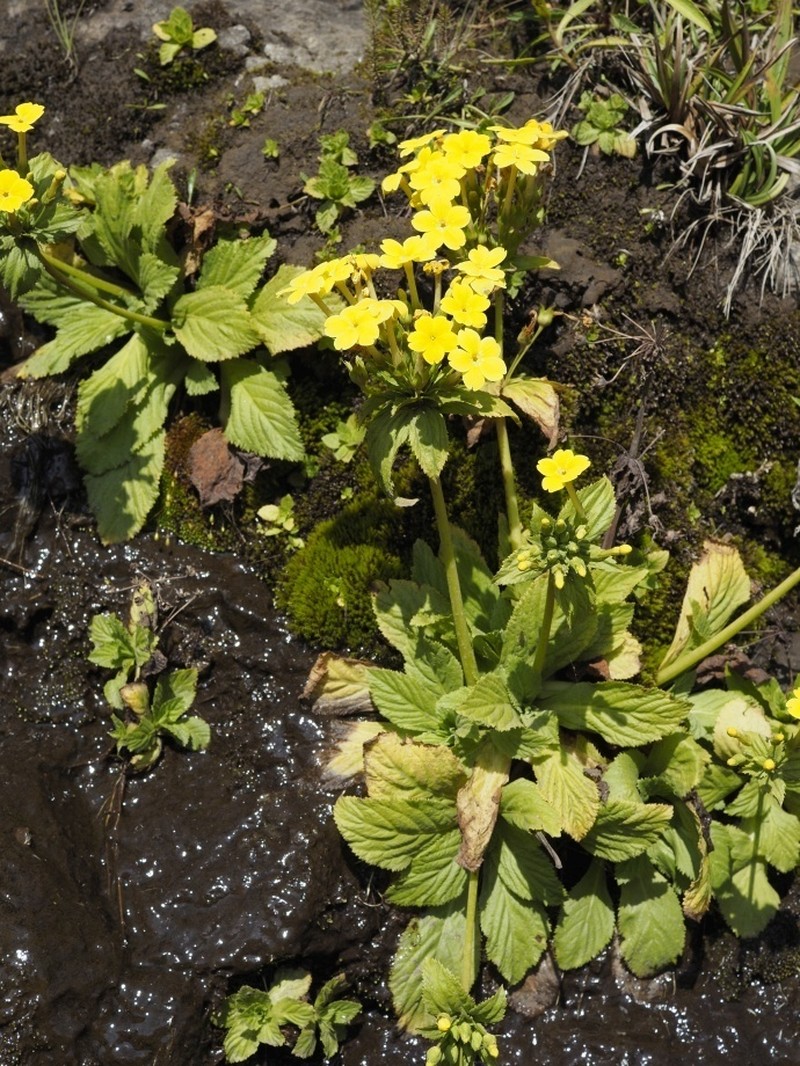 Evotrochis simensis