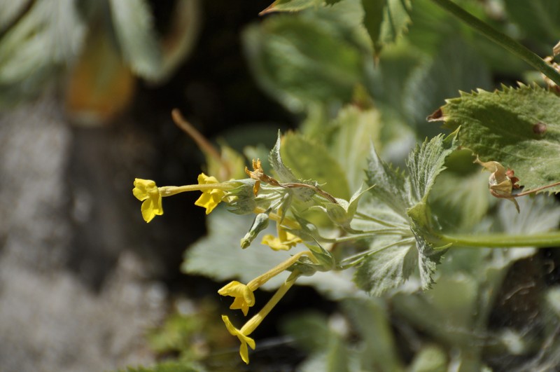 Evotrochis simensis photo 5