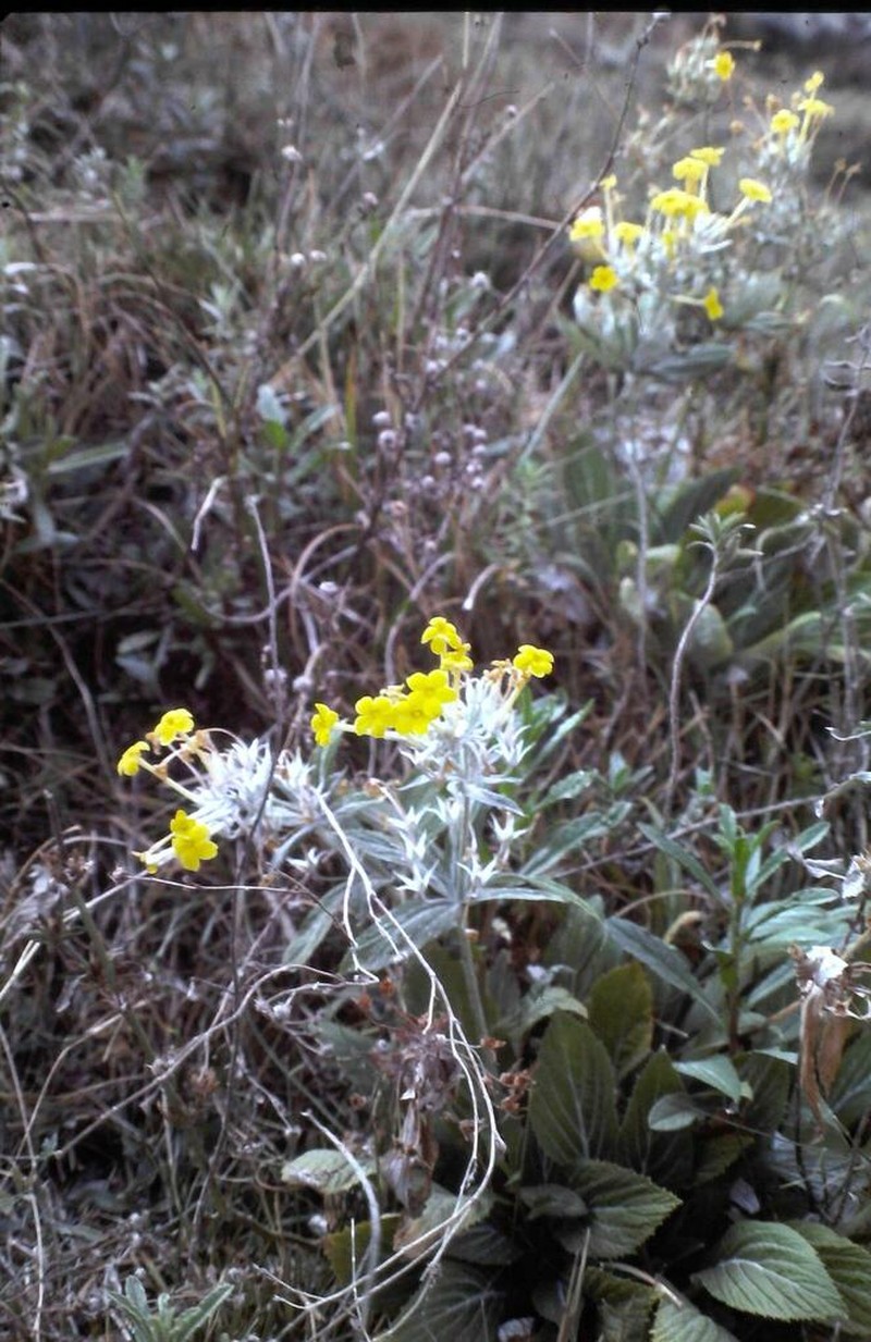 Evotrochis verticillata