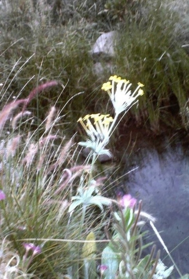 Evotrochis verticillata photo 3