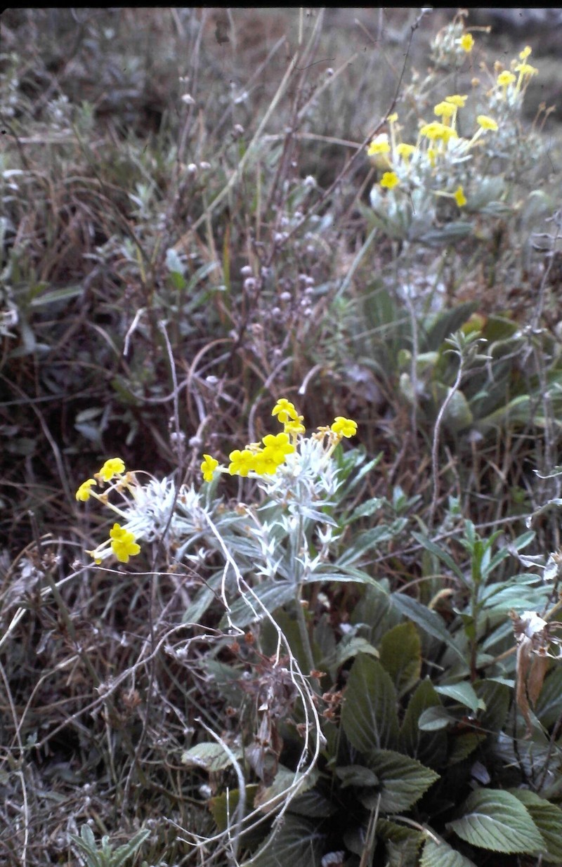 Evotrochis verticillata photo 4