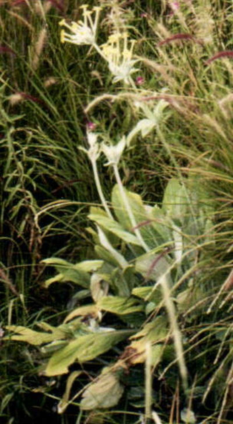 Evotrochis verticillata photo 5